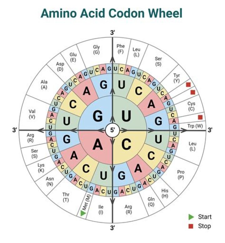 What form of RNA binds to both the codon and an amino acid