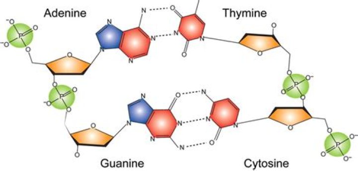 What functional groups are found in nucleic acids