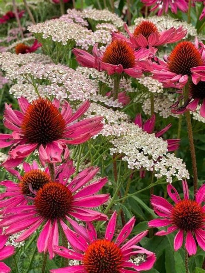 What goes with coneflowers