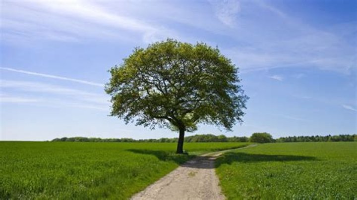 What happens to trees in summer