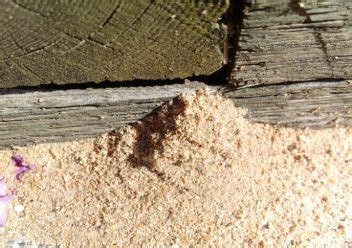 What insect leaves piles of sawdust