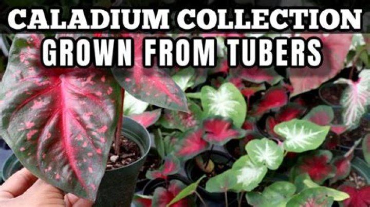 What is a caladium tuber