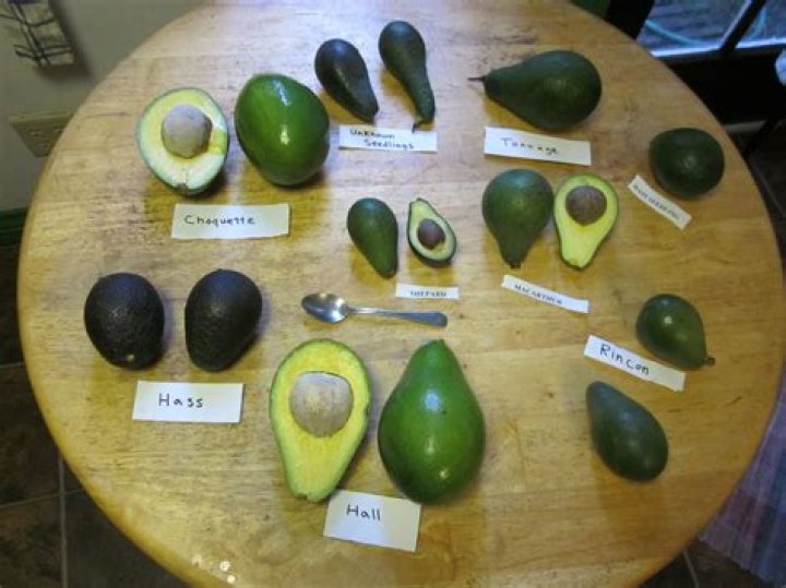 What is a California avocado