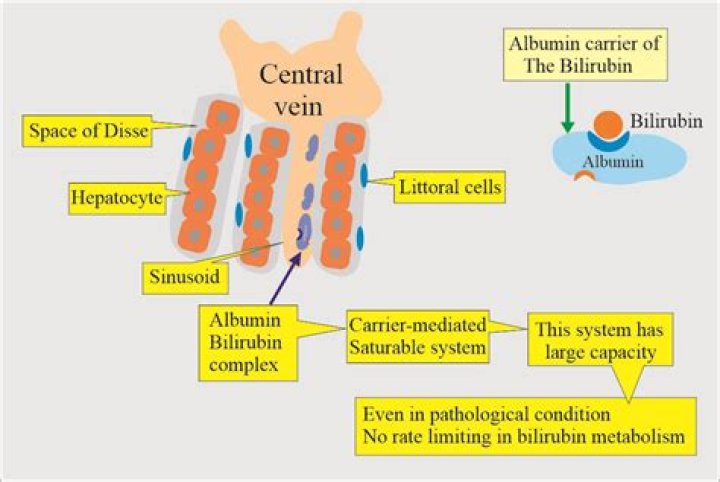What is a conjugated bilirubin