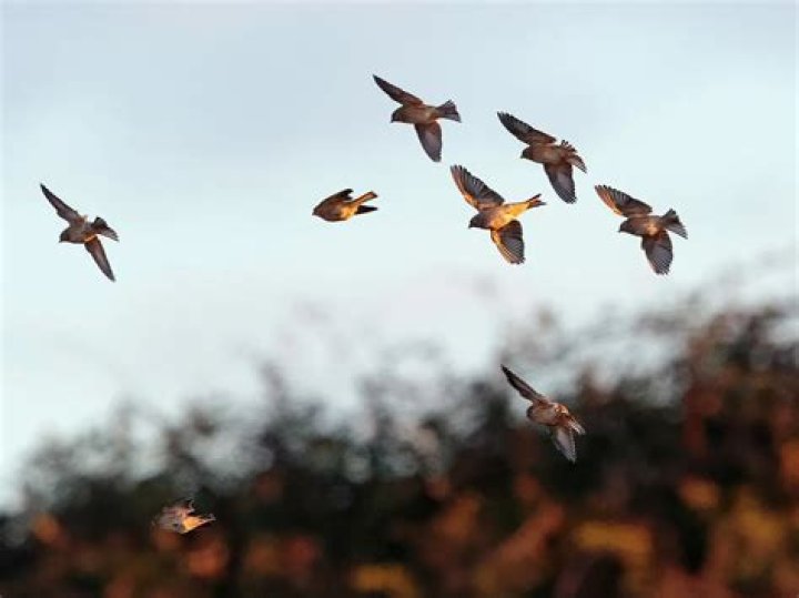 What is a Linnets Wings