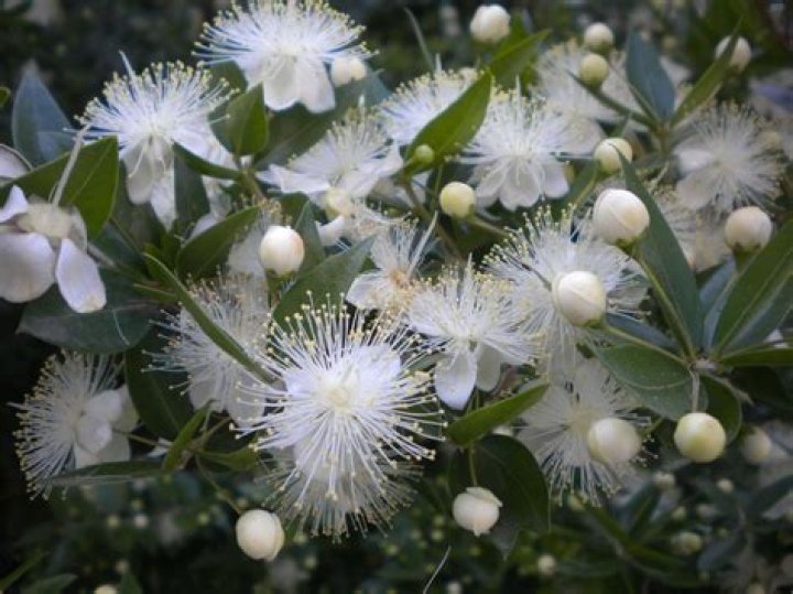 What is a myrtle tree look like