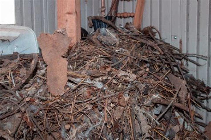 What is a rats nest