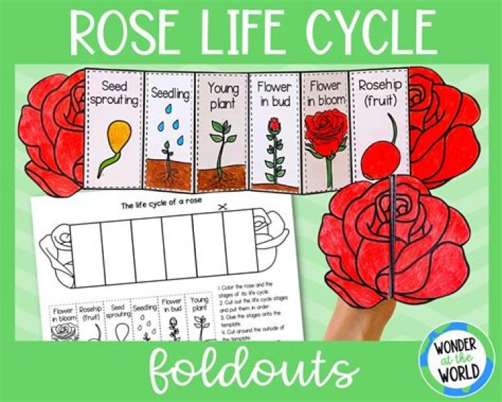 What is a Roses life cycle