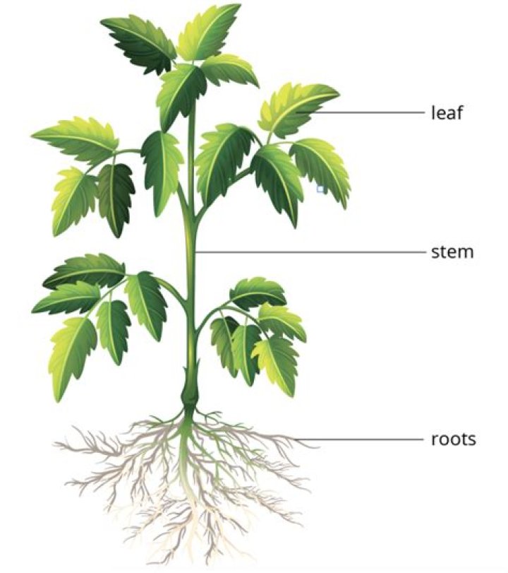 What is a vegetative part of a plant