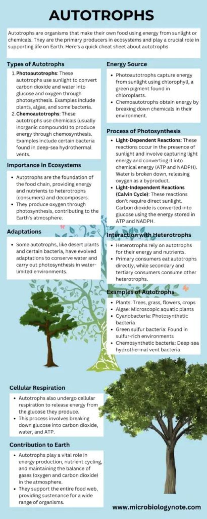What is Autotrophs and examples