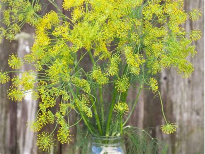 What is bouquet dill