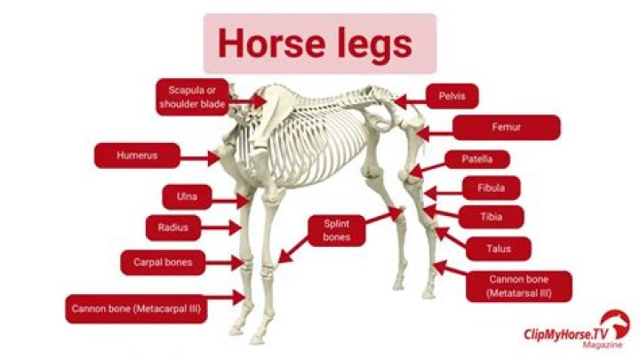 What is cannon bone in horse leg