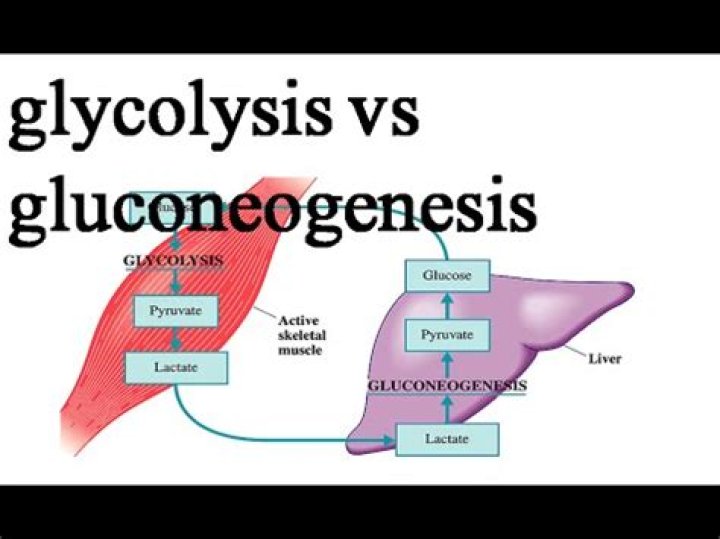 What is difference between glycolysis and gluconeogenesis