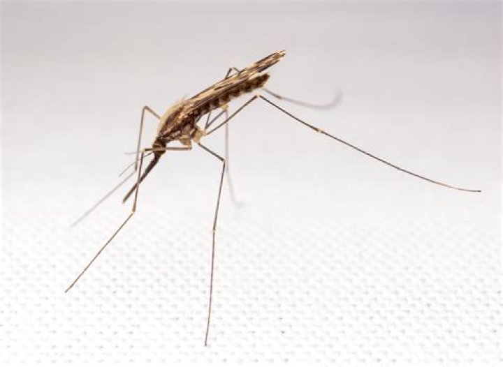 What is female Anopheles mosquito
