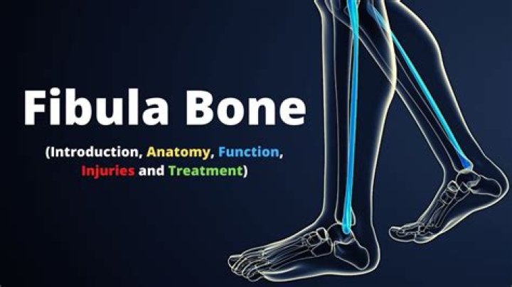 What is fibular head