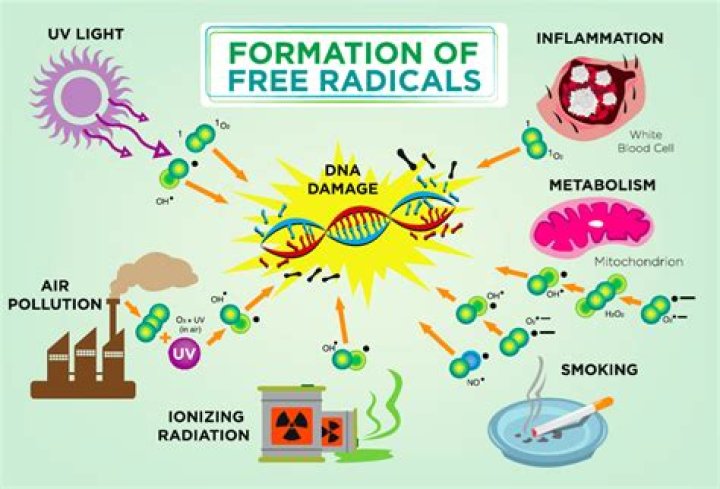 What is free radicals in the body