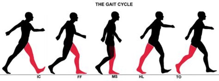 What is gait cycle