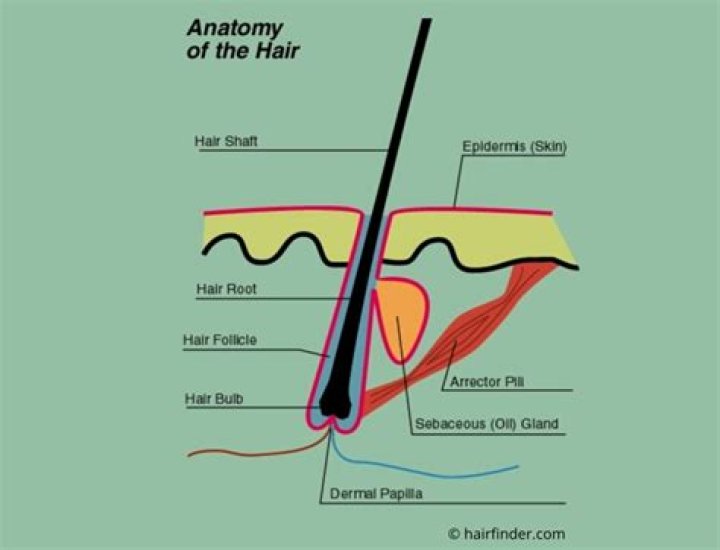 What is hair made of science