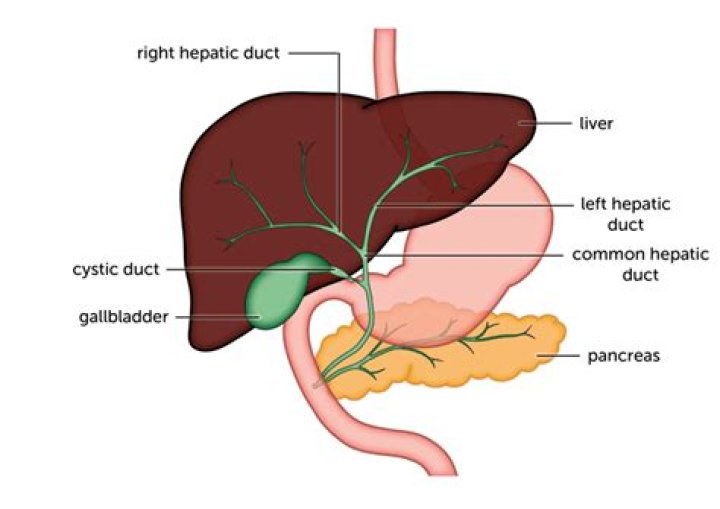What is hepatic duct