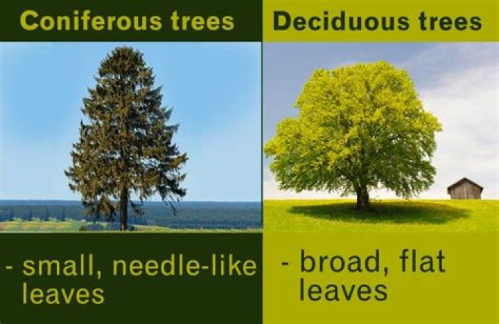 What is not a deciduous tree