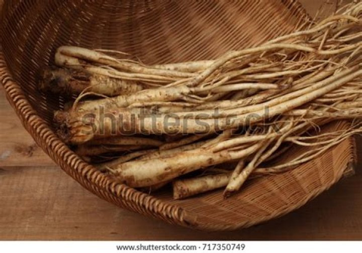 What is platycodon root
