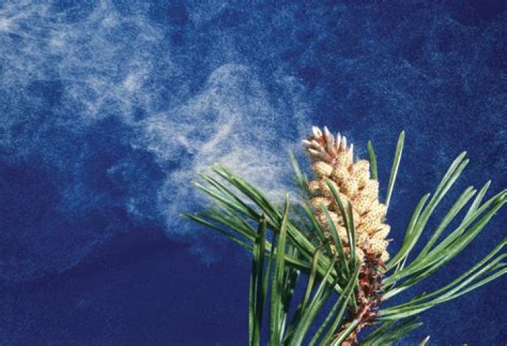 What is pollen in plants