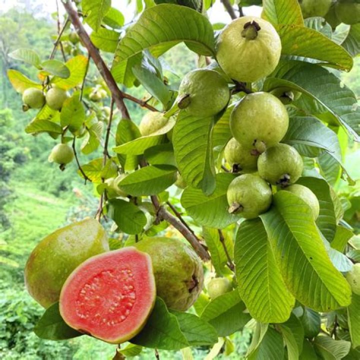 What is red guava