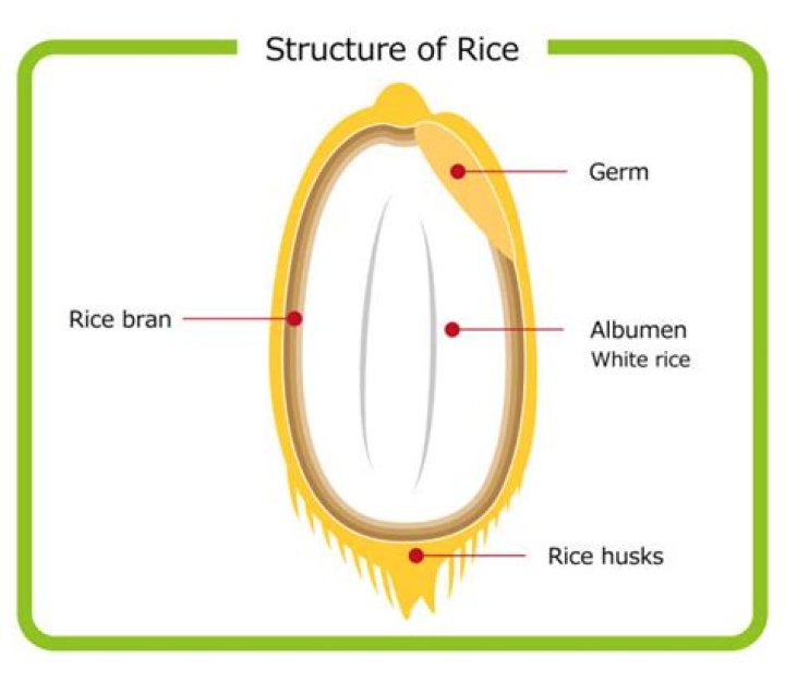 What is rice germ