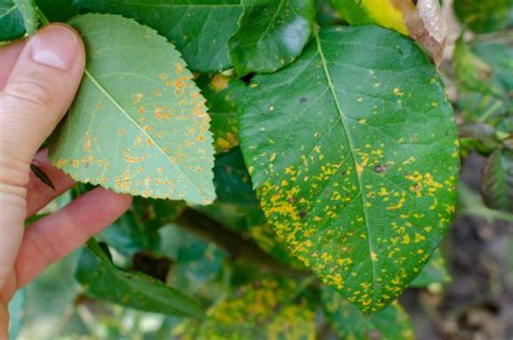 What is rust plant disease