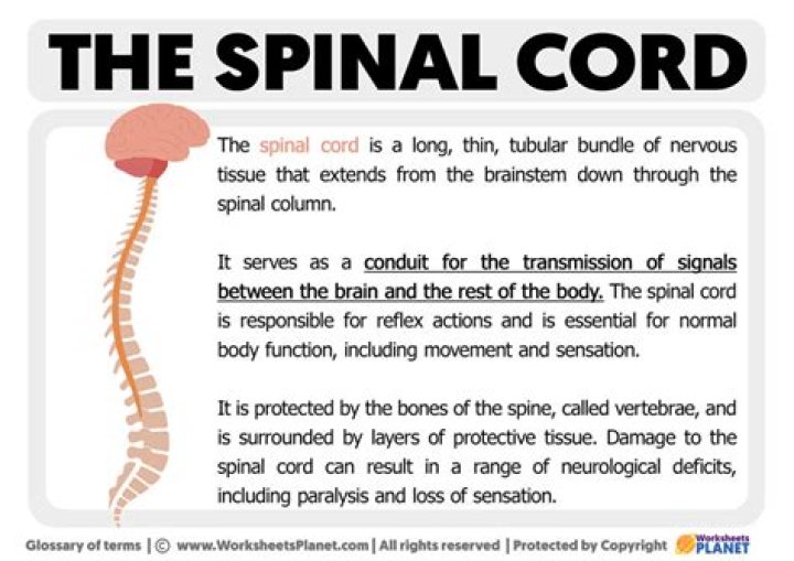 What is spinal cord in psychology