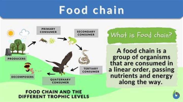 What is the 5th consumer called in a food chain