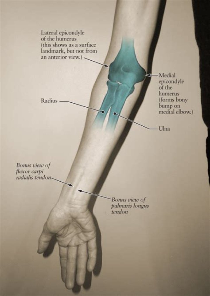 What is the anterior elbow called