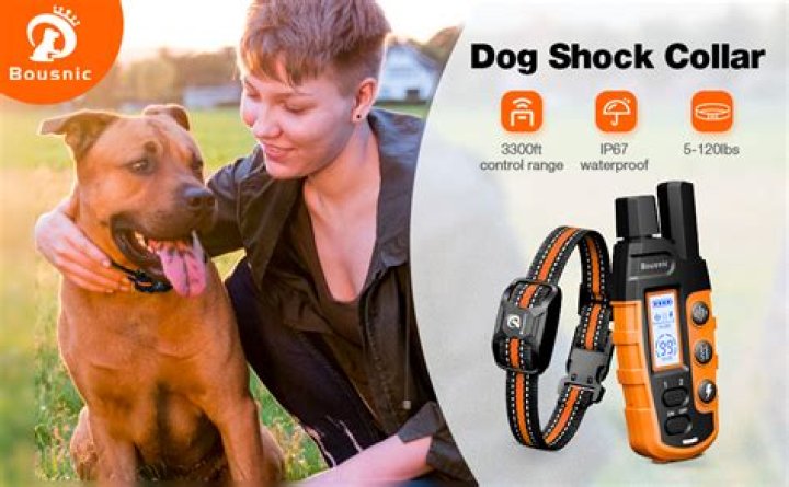 What is the best dog shock collar