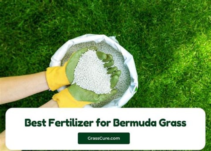 What is the best fertilizer for Bermuda sod