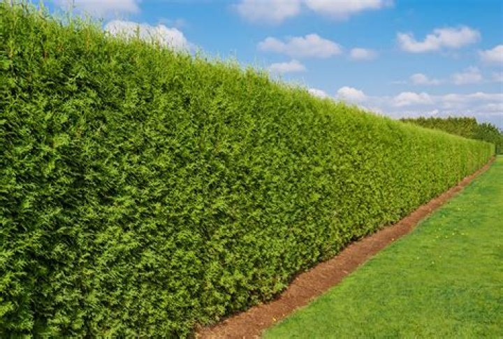 What is the best hedge for privacy