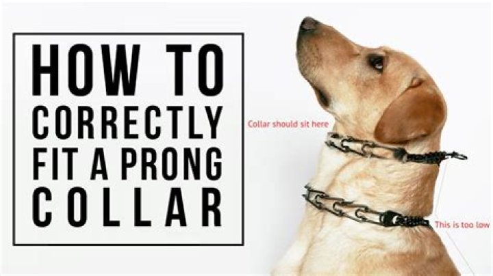 What is the best prong collar