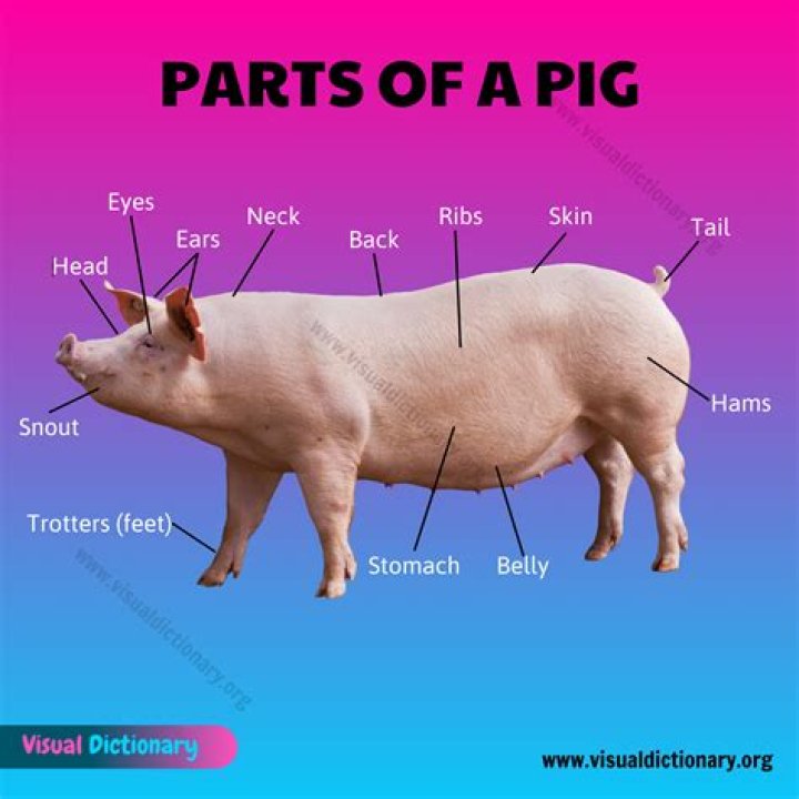 What is the body covering of pig