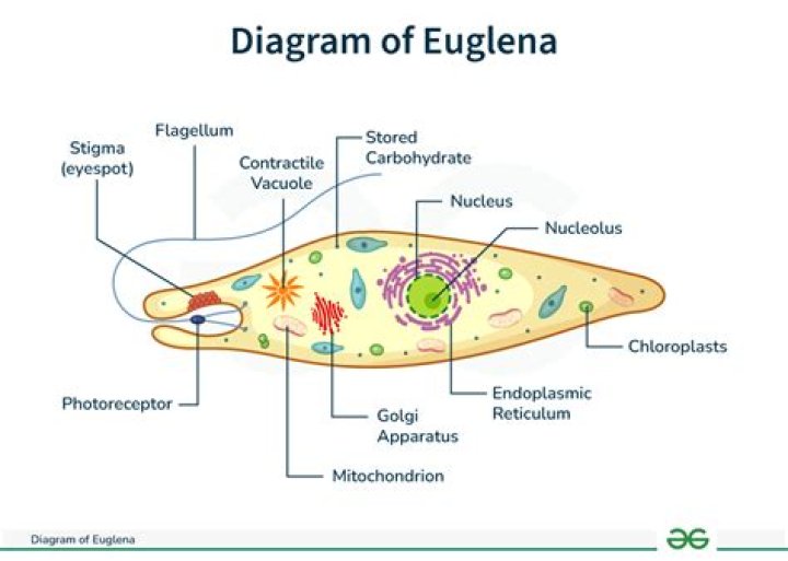 What is the body shape of euglena