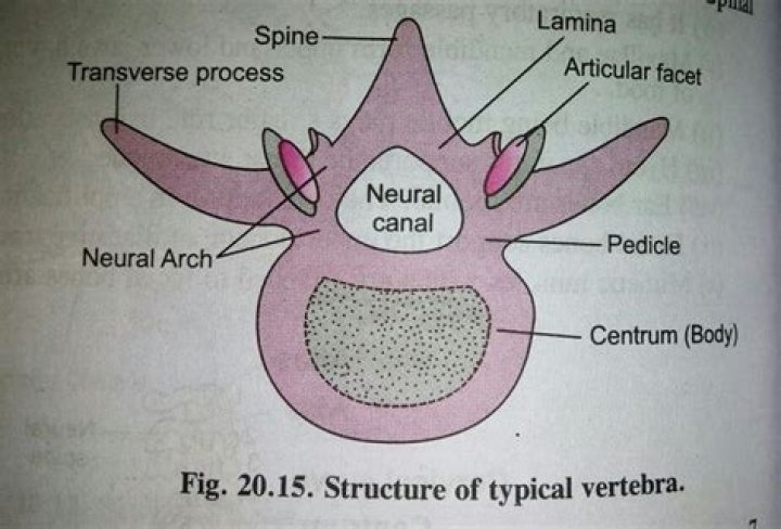 What is the centrum of the vertebrae