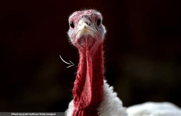 What is the dangly thing on a turkey