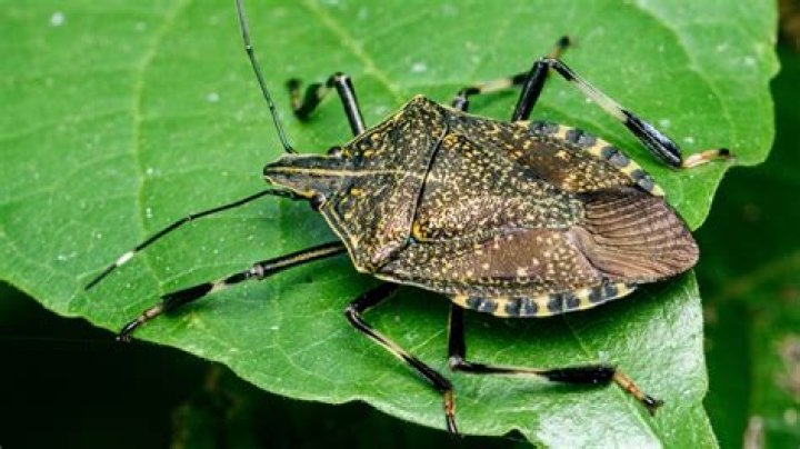 What is the difference between a boxelder bug and a stink bug