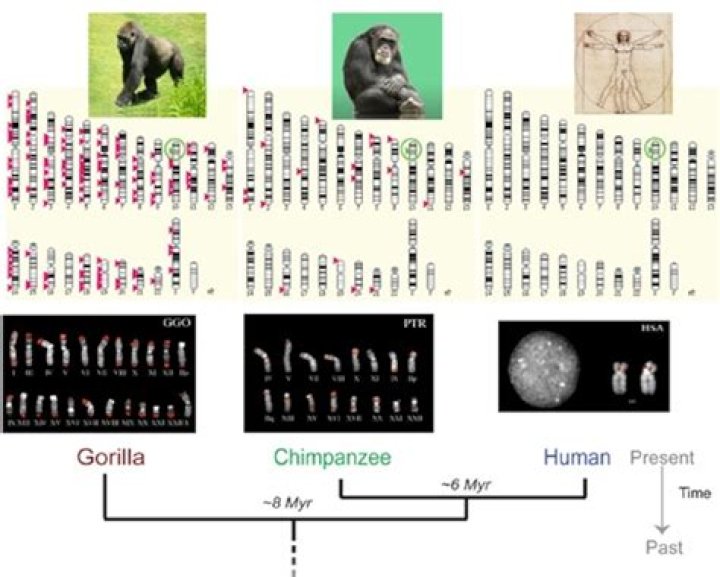 What is the difference between human and chimpanzee DNA