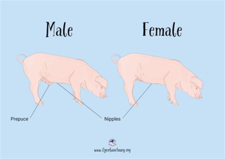 What is the difference between male and female pigs