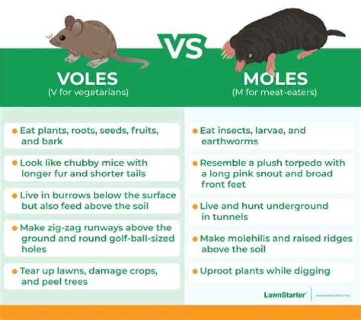 What is the difference between mice and moles