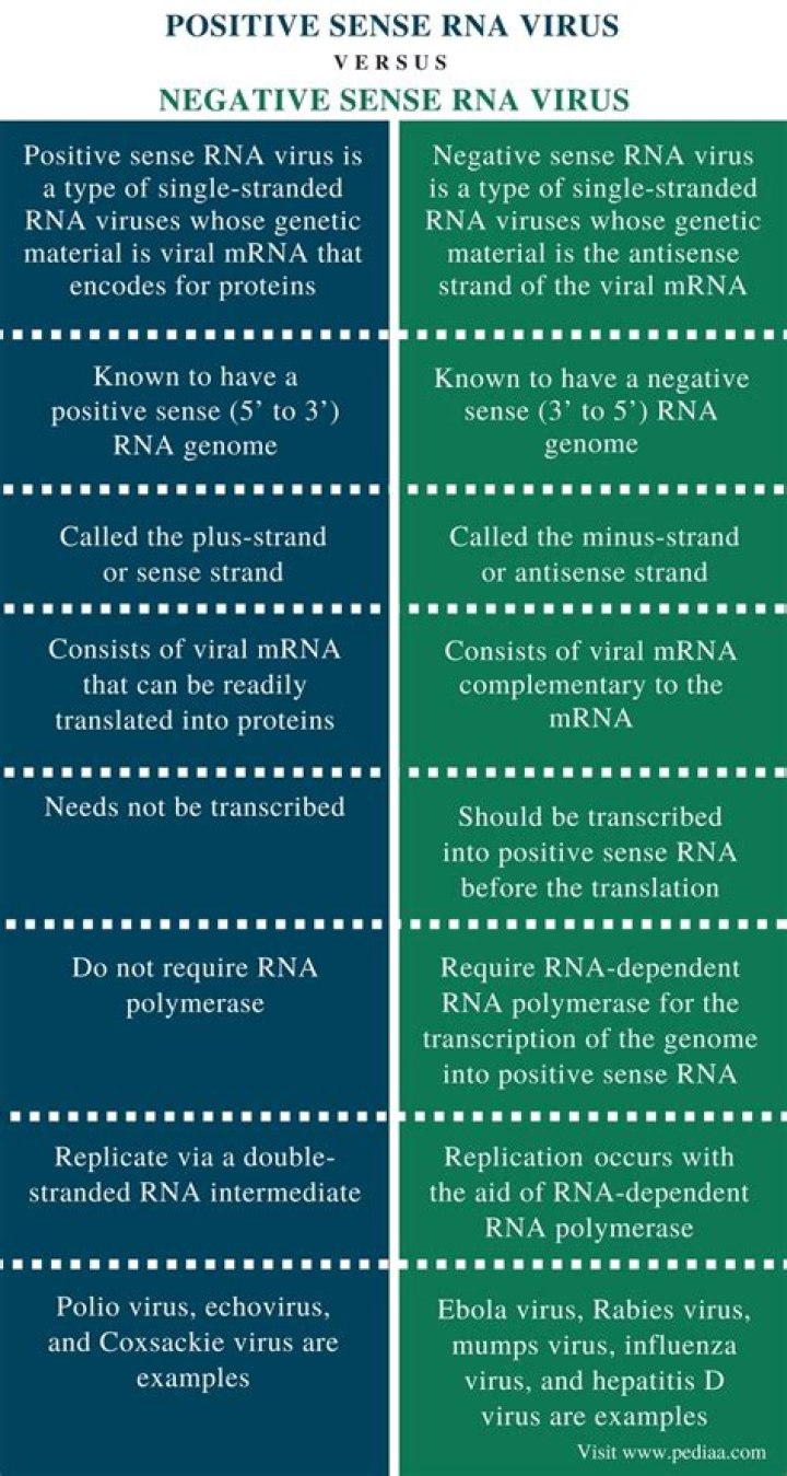 What is the difference between positive strand RNA virus and negative strand RNA virus