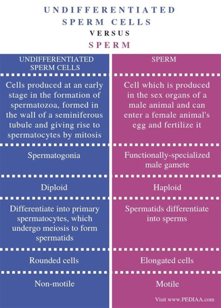 What is the difference between undifferentiated sperm cells and sperm