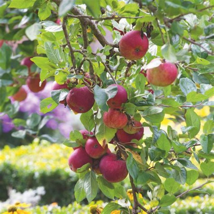 What is the easiest fruit tree to grow