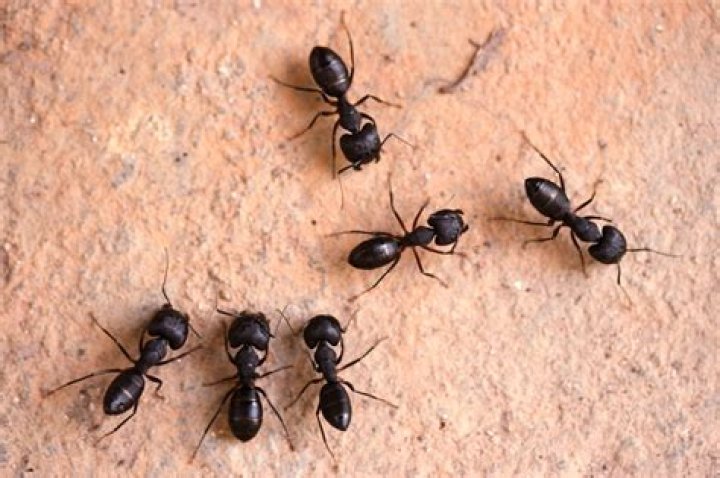 What is the fastest way to get rid of black ants