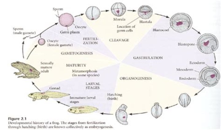 What is the fate of the Blastopore in the frog embryo
