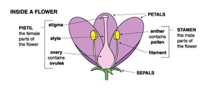 What is the female reproductive organ of a flower